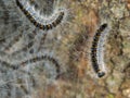 Oak processionary moth caterpillars in nest detail. Royalty Free Stock Photo