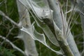 Web at a tree from oak processionary moth Royalty Free Stock Photo