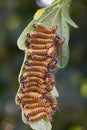 oak processionary moth Royalty Free Stock Photo