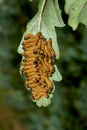 oak processionary moth Royalty Free Stock Photo