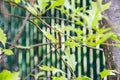 oak processionary moth  on an oak tree with one single Caterpillar crawls across the branches Royalty Free Stock Photo