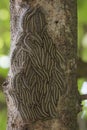 Oak processionary moth - Thaumetopoea processionea caterpillars on the tree in summer Royalty Free Stock Photo