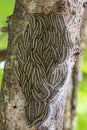 Oak processionary moth - Thaumetopoea processionea caterpillars on the tree in summer Royalty Free Stock Photo