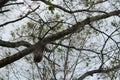 Oak processionary moth on a tree Royalty Free Stock Photo