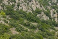 Oak, Quercus pubescens, grows in the highlands. Relic oak tree. Mountain landscape. Soft focus