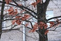 Oak red leaves on the branches. Oak leaves hang on a tree in the background of the house Royalty Free Stock Photo