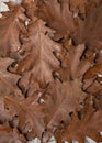 Oak red leaves in raindrops. Background group autumn Oak leaves. Floral background. Leaves pattern background. Royalty Free Stock Photo