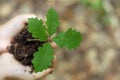 Oak seedling Royalty Free Stock Photo