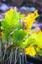 Oak Seedling For Planting Royalty Free Stock Photo