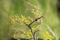 Oak seeds