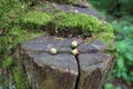 Oak seeds on a tree trunk Royalty Free Stock Photo