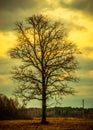 Oak silhouette, glowing yellow sky