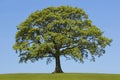 The Oak In Spring Royalty Free Stock Photo