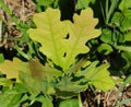 Oak sprout. Royalty Free Stock Photo