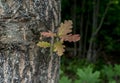 Oak sprout breaks through the bark of an old tree