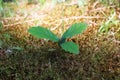 Oak sprout grown up in a lawn Royalty Free Stock Photo