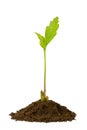 Oak sprout isolated on white Royalty Free Stock Photo