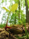 Oak sprout Royalty Free Stock Photo