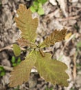 oak sprout Royalty Free Stock Photo