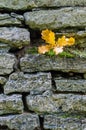 Oak stick with wet leaves lying on mossy limestone wall Royalty Free Stock Photo