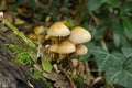 Clustered bonnet mushrooms are not for eating.