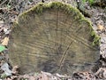 Oak stump covered with green moss. Round cut of a tree in the forest. Background texture of cut wood in the park Royalty Free Stock Photo