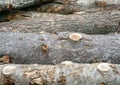 Oak stump, log firewood, Rows of pile of logs, Natural texture background for decorative design.