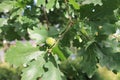 Oak acorn in the park is waiting for autumn Royalty Free Stock Photo