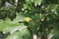 Oak Terho in the park at the end of summer Royalty Free Stock Photo