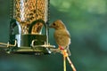 Oak titmouse on the bird feeder Royalty Free Stock Photo