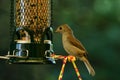 Oak titmouse on the bird feeder Royalty Free Stock Photo