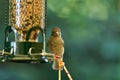 Oak titmouse on the bird feeder Royalty Free Stock Photo