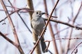 Oak titmouse Baeolophus inornatus holding a sunflower seed perched on a branch; blurred background, San Francisco bay area, Royalty Free Stock Photo