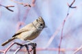 Oak titmouse Baeolophus inornatus perched on a branch; blurred background, San Francisco bay area, California Royalty Free Stock Photo