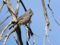 Oak Titmouse - Baeolophus inornatus