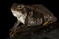 The Oak toad Anaxyrus quericicus Royalty Free Stock Photo