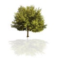 Oak tree Royalty Free Stock Photo