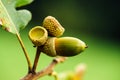 Oak tree acorn