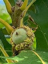 Oak tree acorn or fruit