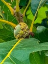 Oak tree acorn or fruit