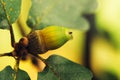 Oak tree acorn nut