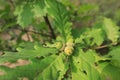 Oak tree acorn nut