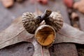 Oak tree acorn Royalty Free Stock Photo