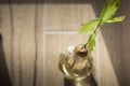 Oak tree acorn sprouting in a water glass vase. Home decor idea. Top view Royalty Free Stock Photo