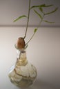 Oak tree acorn sprouting in a water glass vase. Home decor idea. Vertical shot