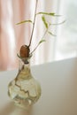 Oak tree acorn sprouting in a water glass vase. Home decor idea. Vertical shot Royalty Free Stock Photo