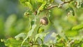 Oak tree and acorns with copyspace. Acorn, or oaknut, is nut of oaks surrounded by leaves which are still green. Slow