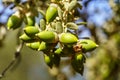 Oak tree acorns with leaves and branches on a green background and blur Royalty Free Stock Photo