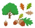 Oak tree, acorns and oak leaves isolated