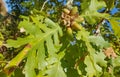 Oak tree acorns leaves nature background